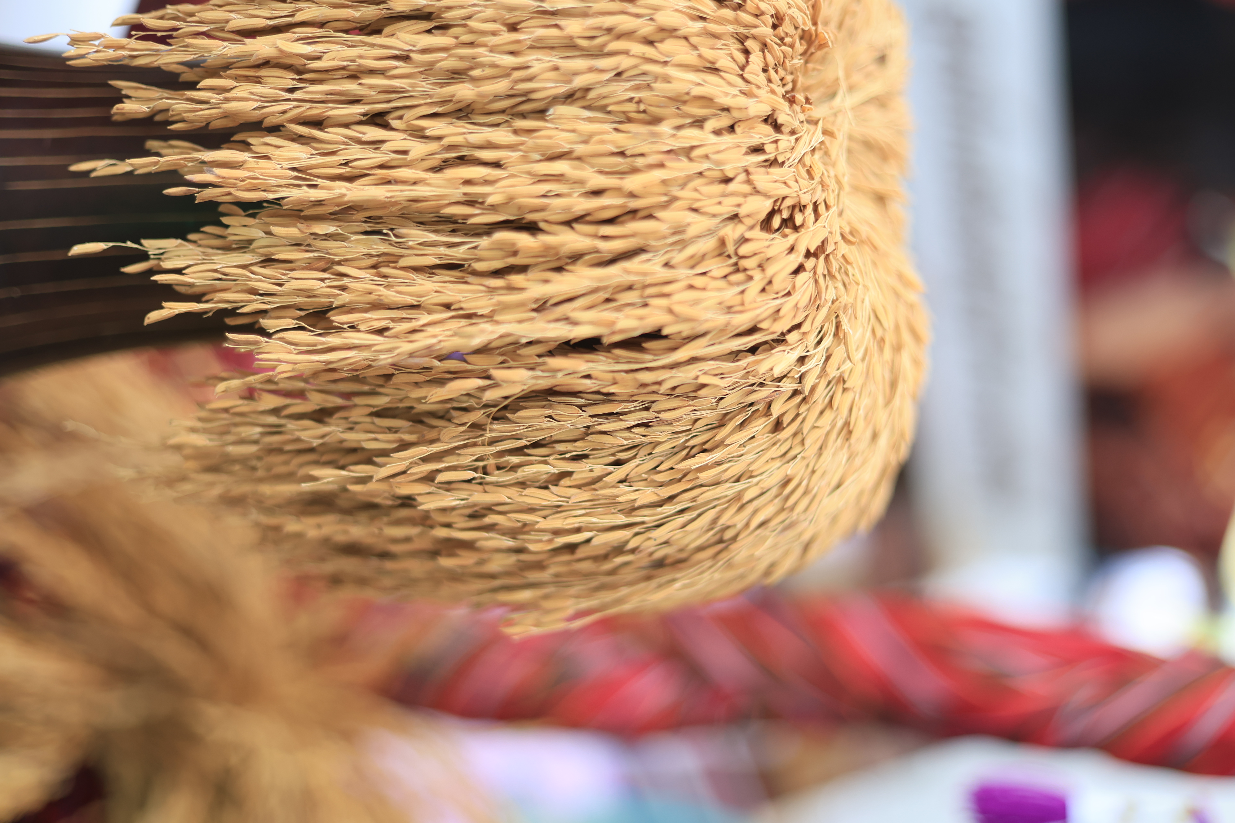 title - ส.ป.ก. ร่วมเป็นเกียรติในงานวันคล้ายวันสถาปนา กรมการข้าว เนื่องในโอกาสครบรอบ 20 ปี